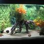 fish tank picture - 75g Brackish Tank Set-up (lights)