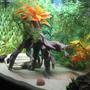 fish tank picture - 75g Brackish Tank Set-up (side)