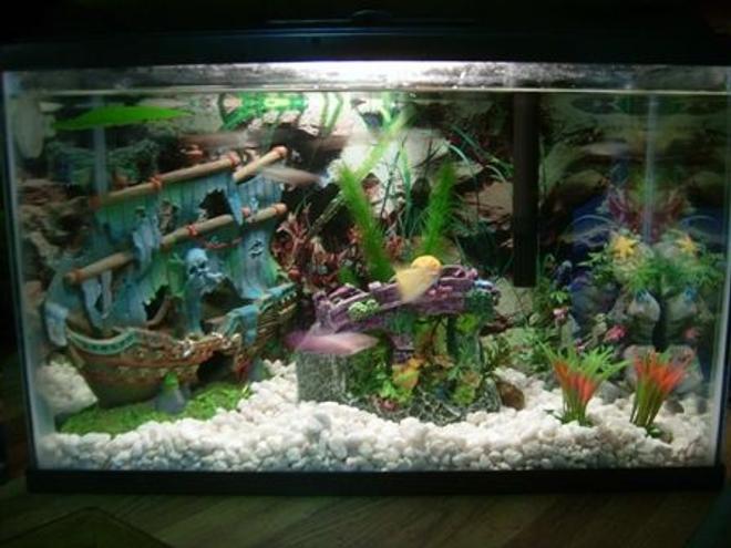 6 gallons freshwater fish tank (mostly fish and non-living decorations) - 5.5 gallon tank