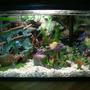 6 gallons freshwater fish tank (mostly fish and non-living decorations) - 5.5 gallon tank