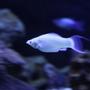 freshwater fish - poecilia velifera - platinum lyretail molly stocking in 125 gallons tank - silver molly