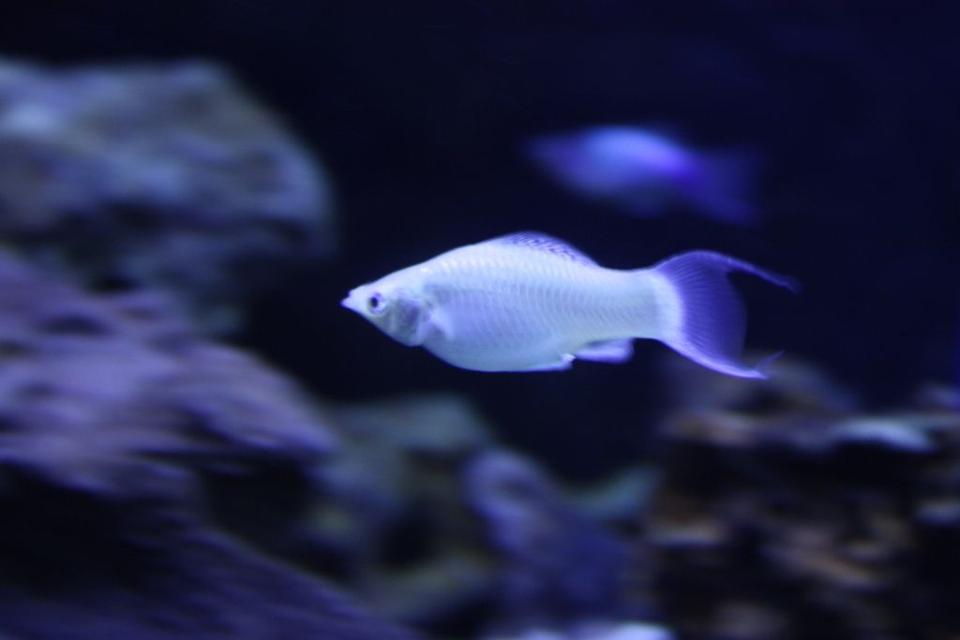 freshwater fish - poecilia velifera - platinum lyretail molly stocking in 125 gallons tank - silver molly