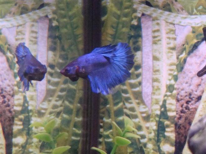 freshwater fish - betta splendens - crown tail betta stocking in 55 gallons tank - Betta