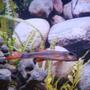 freshwater fish - epalzeorhynchos bicolor - redtail shark stocking in 55 gallons tank - Red Tail Shark