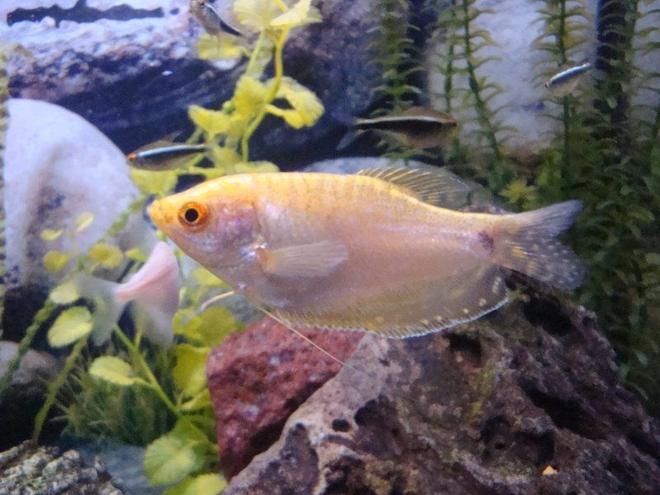 freshwater fish - trichogaster trichopterus - gold gourami stocking in 55 gallons tank - Gold Gouramis