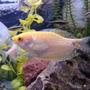freshwater fish - trichogaster trichopterus - gold gourami stocking in 55 gallons tank - Gold Gouramis