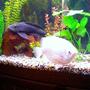 fish tank picture - Kisser & pleco. Both 20 yrs. old.