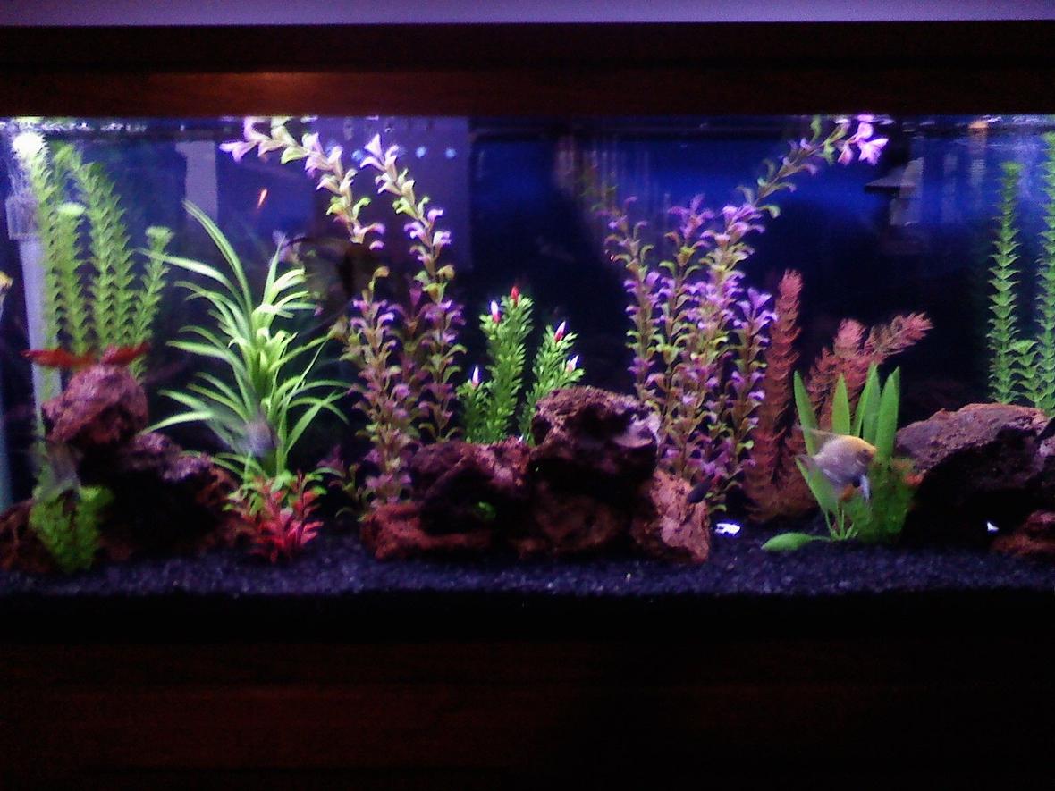14 gallons freshwater fish tank (mostly fish and non-living decorations) - Our 55 gallon.