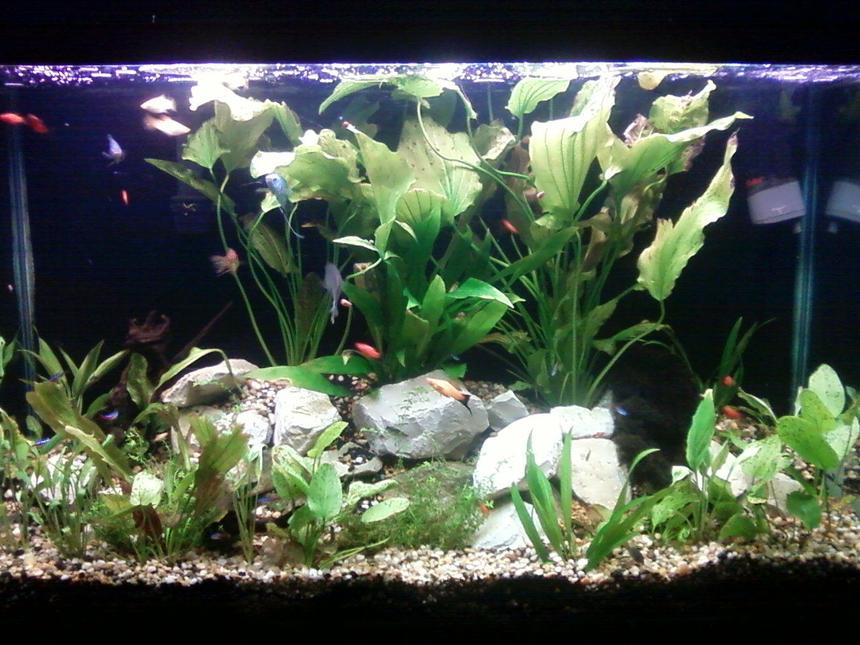 Rated #120: 110 Gallons Planted Tank - planted tank 110g