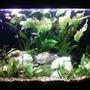 110 gallons planted tank (mostly live plants and fish) - planted tank 110g