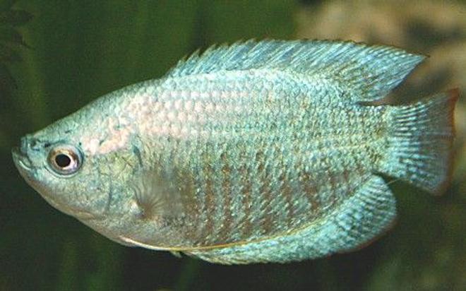 freshwater fish - colisa lalia - powder blue dwarf gourami stocking in 50 gallons tank - One of my 2x Gourami