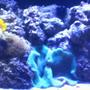 210 gallons reef tank (mostly live coral and fish) - 210 gallon reef tank