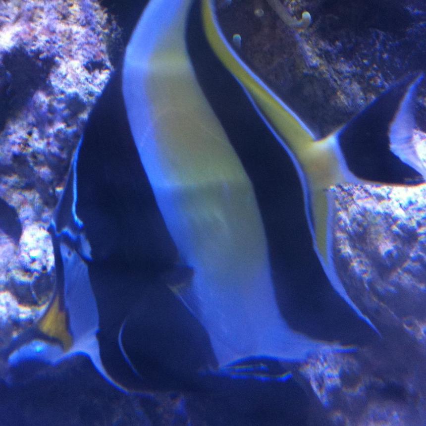 Rated #18: Saltwater Fish - Zanclus Canescens - Moorish Idol Stocking In 210 Gallons Tank - my morish idol