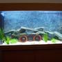 50 gallons freshwater fish tank (mostly fish and non-living decorations) - juwel tank newish set up for malawis.
