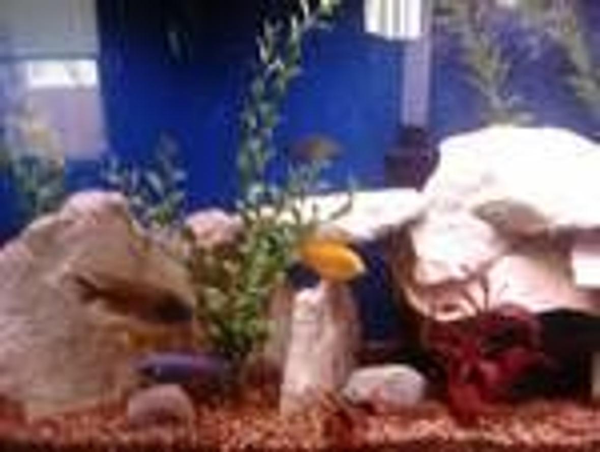 freshwater fish stocking in 55 gallons tank