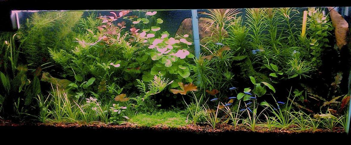 55 gallons planted tank (mostly live plants and fish) - updated pic