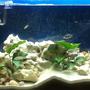 52 gallons freshwater fish tank (mostly fish and non-living decorations) - full tank