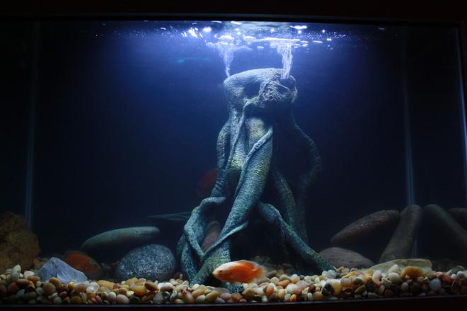 29 gallons freshwater fish tank (mostly fish and non-living decorations) - another shot