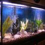 fish tank picture - 2 Clown Loaches, 3 Tiger Barbs, 1 Blind Cave Tetra, 1 Pleco, 1 Glow Tetra, 1 Kuhlii Loach and some ghost shrimp.