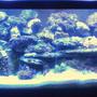 75 gallons reef tank (mostly live coral and fish) - 75 Gal Main Tank