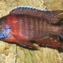 freshwater fish - aulonocara hansbaenschi - red peacock cichlid stocking in 45 gallons tank - my lovely peacock