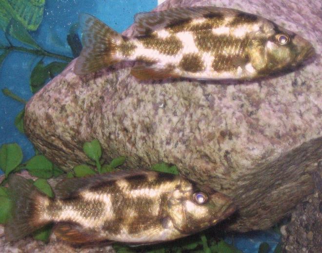 freshwater fish - nimbochromis livingstonii - livingstonii stocking in 45 gallons tank - my 2 N. Livingstonii