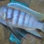 freshwater fish - metriaclima greshakei - ice blue red top zebra stocking in 45 gallons tank - male ice blue zebra