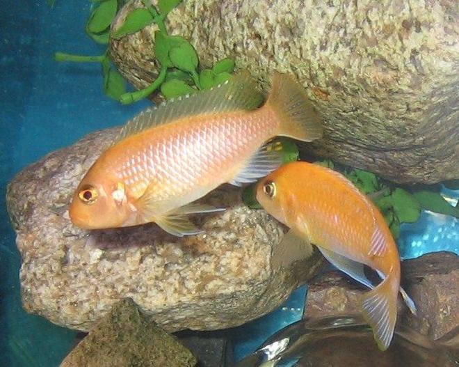 freshwater fish - pseudotropheus estherae - red zebra cichlid stocking in 45 gallons tank - red zebra foreplay