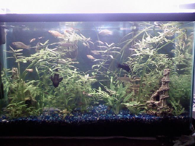 40 gallons freshwater fish tank (mostly fish and non-living decorations) - 40 gal
fresh water planted

New Breed Guppy White Tail
balasharks
guppys
mollies
pleco