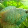 freshwater fish - colisa lalia - neon blue dwarf gourami stocking in 50 gallons tank - Another one of my photo genic Goramis