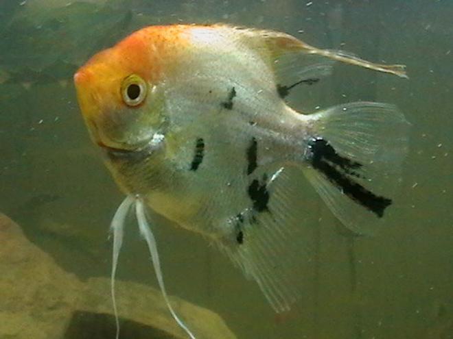 freshwater fish - pterophyllum sp. - koi angel stocking in 10 gallons tank - franky my koi angel fish