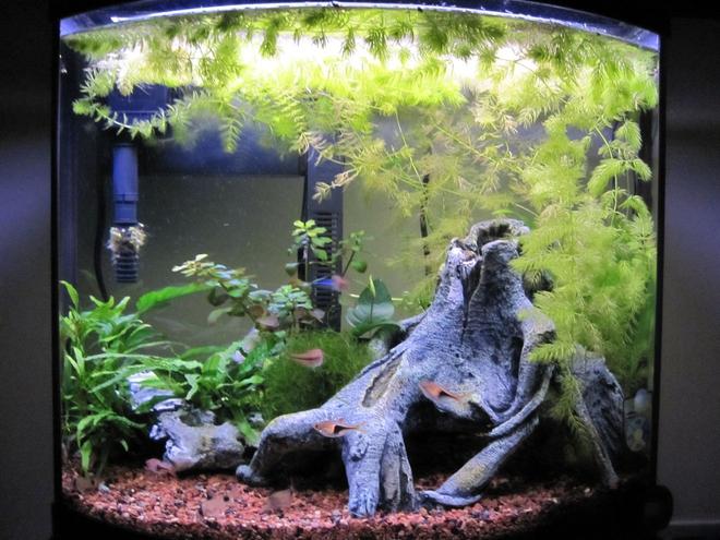 16 gallons planted tank (mostly live plants and fish) - 16 Gallon @ 6 Months