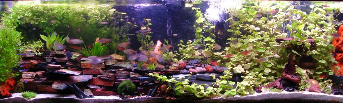 150 gallons planted tank (mostly live plants and fish) - A new picture from 9-16-2010. Click for a clearer image for some reason the thumbnail is super blurry...