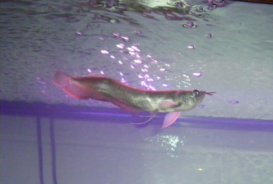 freshwater fish - osteoglossum bicirrhosum - silver arowana stocking in 180 gallons tank - silver arowana   youngsters yet..  8-9"