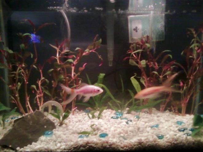10 gallons planted tank (mostly live plants and fish) - all that and a deck of cards