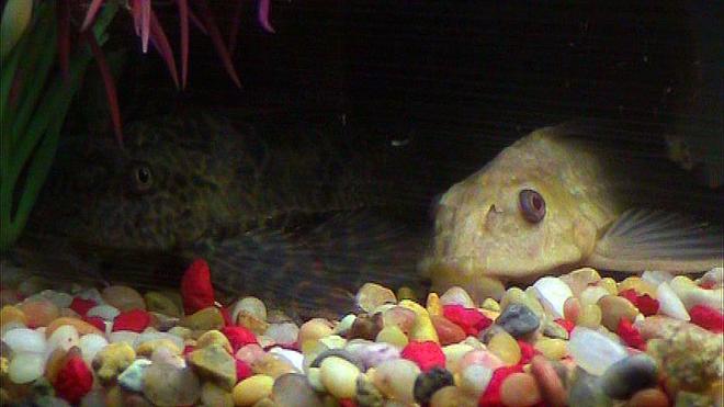 freshwater fish - glyptoperichthys scrophus - chocolate pleco stocking in 20 gallons tank - High-Finned Spotted Pleco and Chocolate Albino Pleco...they're buddies. =)