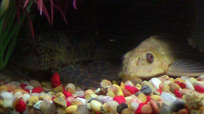 Rated #115: Freshwater Fish - Glyptoperichthys Scrophus - Chocolate Pleco Stocking In 20 Gallons Tank - High-Finned Spotted Pleco and Chocolate Albino Pleco...they're buddies. =)