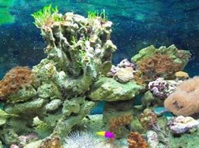 65 gallons reef tank (mostly live coral and fish) - 65 galllon fish/reef tank