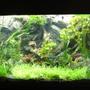 105 gallons planted tank (mostly live plants and fish) - My planted African cichlid tank