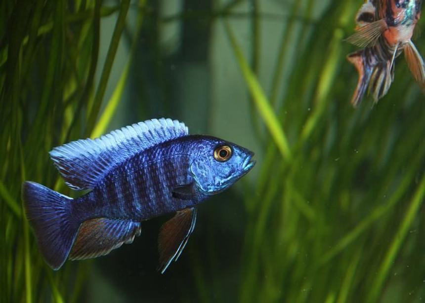 Rated #47: Freshwater Fish - Aulonocara Hansbaenschi - Red Peacock Cichlid Stocking In 67 Gallons Tank - A Blue Peacock that I own