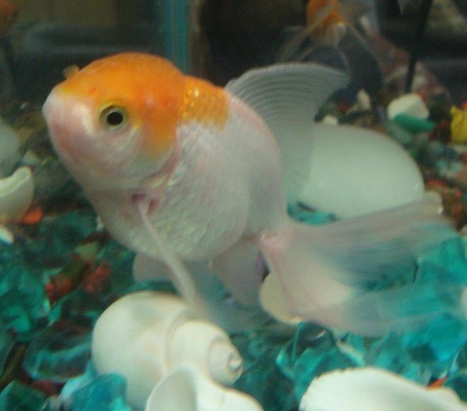 freshwater fish - carassius auratus - red cap oranda goldfish stocking in 18 gallons tank - In a pensive mood....