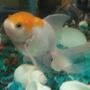 freshwater fish - carassius auratus - red cap oranda goldfish stocking in 18 gallons tank - In a pensive mood....