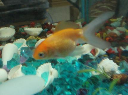 freshwater fish - carassius auratus - oranda goldfish stocking in 18 gallons tank - Here's the naughtiest....