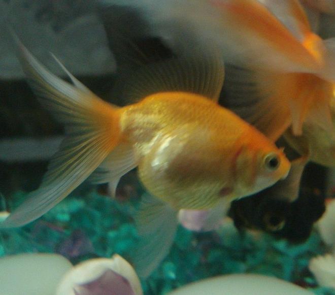 freshwater fish - carassius auratus - oranda goldfish stocking in 18 gallons tank - ...and the calmest....