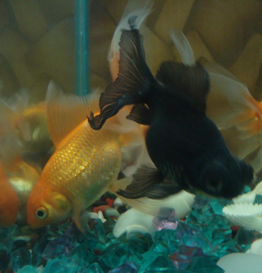 Rated #1603: Freshwater Fish - Carassius Auratus - Oranda Goldfish Stocking In 18 Gallons Tank - Orange n Black.....