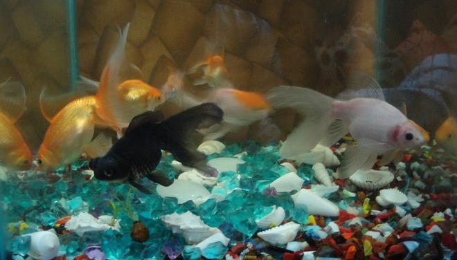 freshwater fish - carassius auratus - oranda goldfish stocking in 18 gallons tank - My "kiddie" aquarium.....
