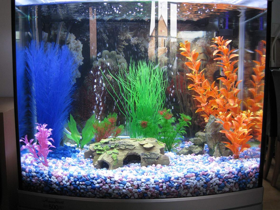 15 gallons freshwater fish tank (mostly fish and non-living decorations) - New fishkeeper, new tank!