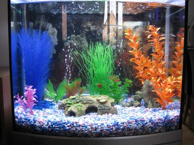 15 gallons freshwater fish tank (mostly fish and non-living decorations) - New fishkeeper, new tank!