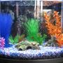 15 gallons freshwater fish tank (mostly fish and non-living decorations) - New fishkeeper, new tank!