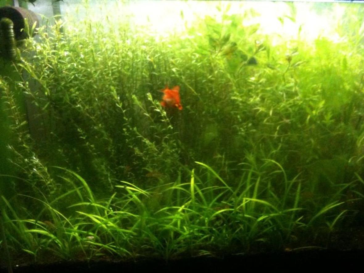 66 gallons planted tank (mostly live plants and fish) - 300 liter planted